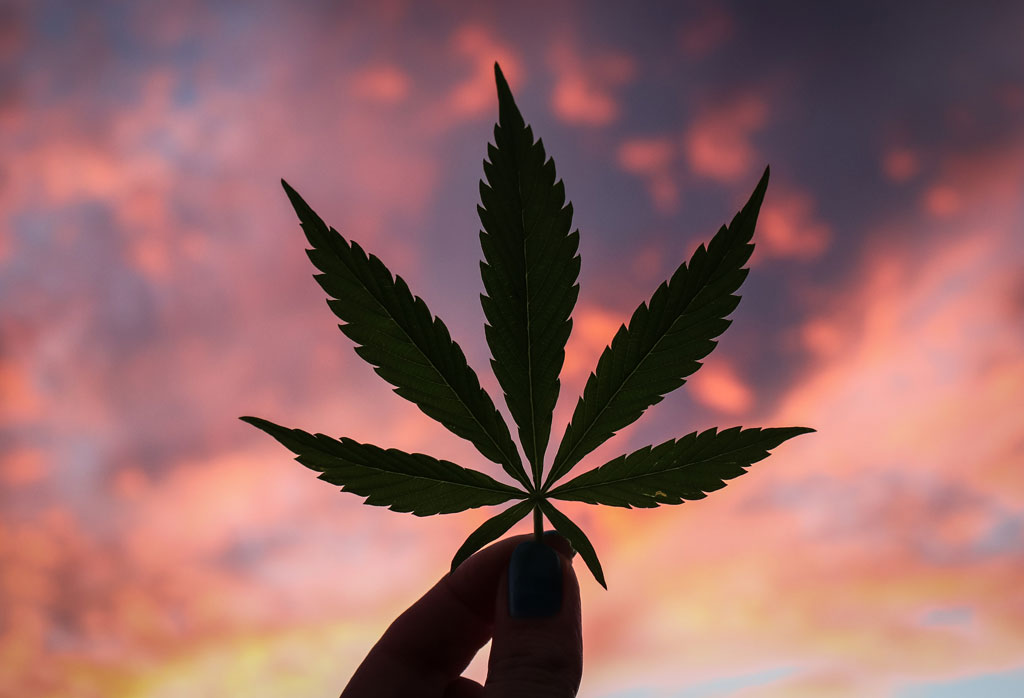 Cannabis leaf with colorful sky in the background.